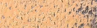 Desert Rose