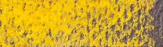 Gold Cadmium Yellow