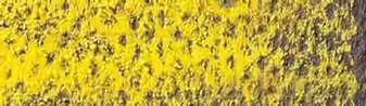 Light Cadmium Yellow